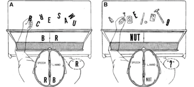 stroke_reorg